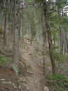Climbing Colorado trails - trees on path