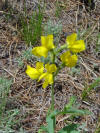 Colorado yellow flowers - Climbing Colorado trails 