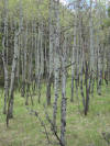 Colorado aspen trees - Climbing Colorado trails 