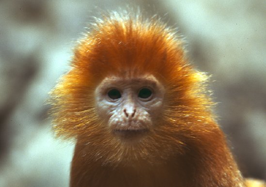 [Image: cute-monkey-monkey-picture2.jpg]